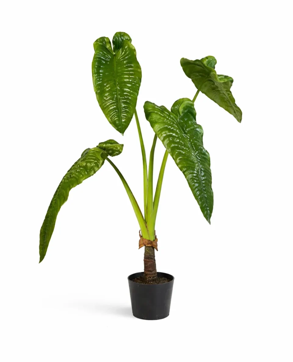 Alocasia