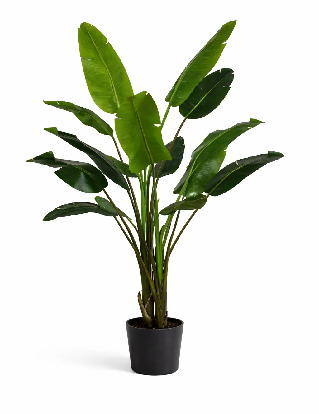 Bird of Paradise Large Plant