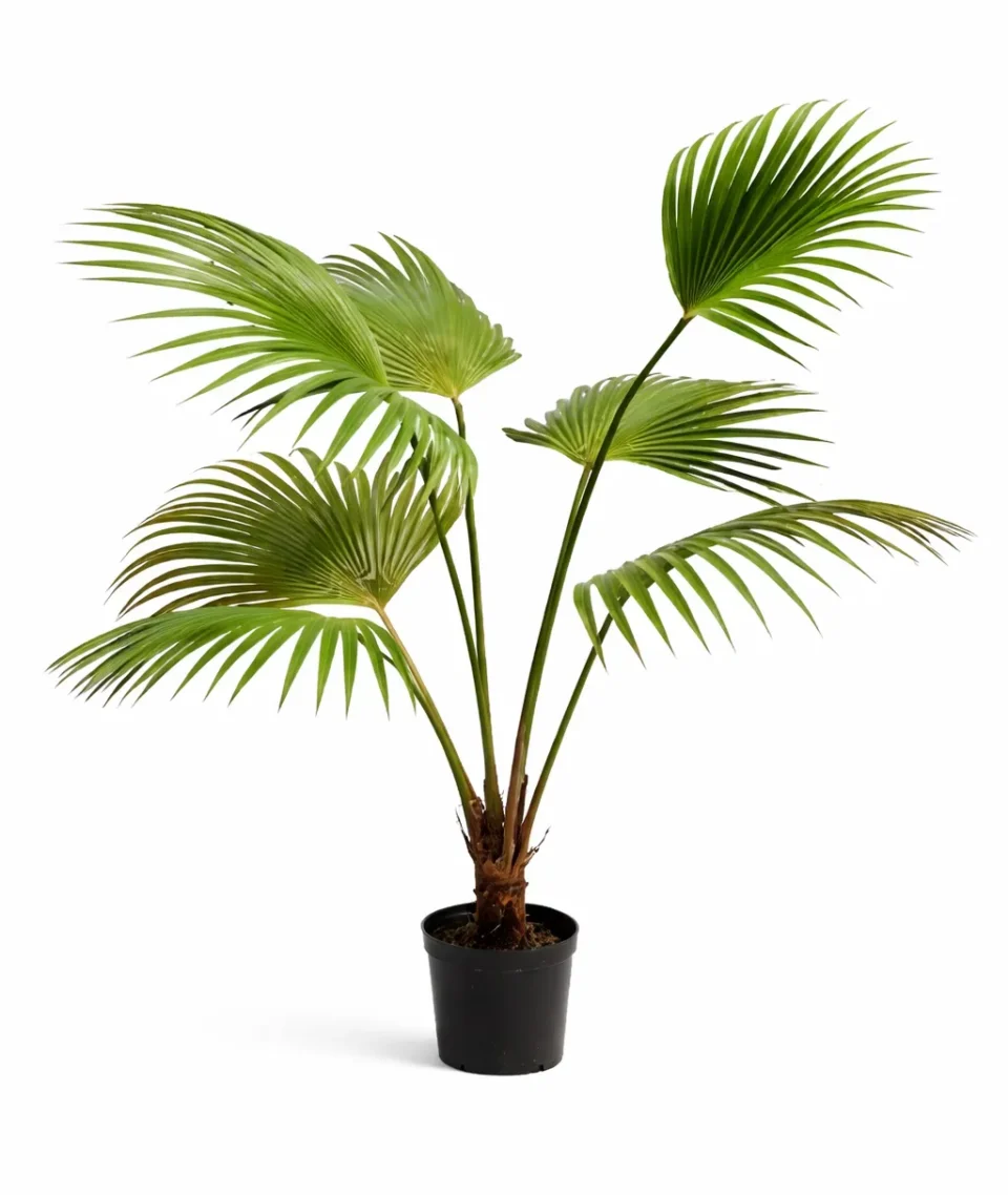 Fan Palm Green