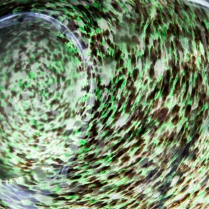 Multi-Color Glass Vase (2)