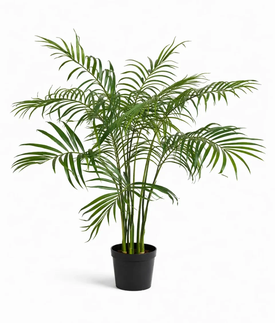 Parlor Palm