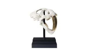 Saber-Tooth-Tiger-White