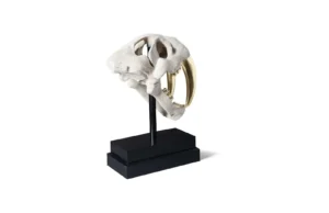 Saber Tooth Tiger White III