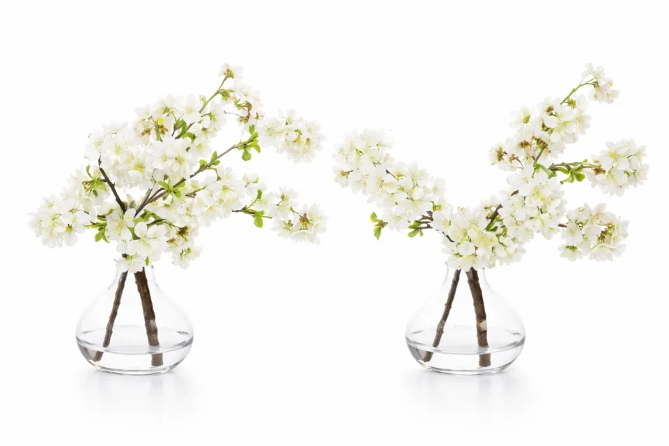 Cherry Blossom Branches in Glass Vase