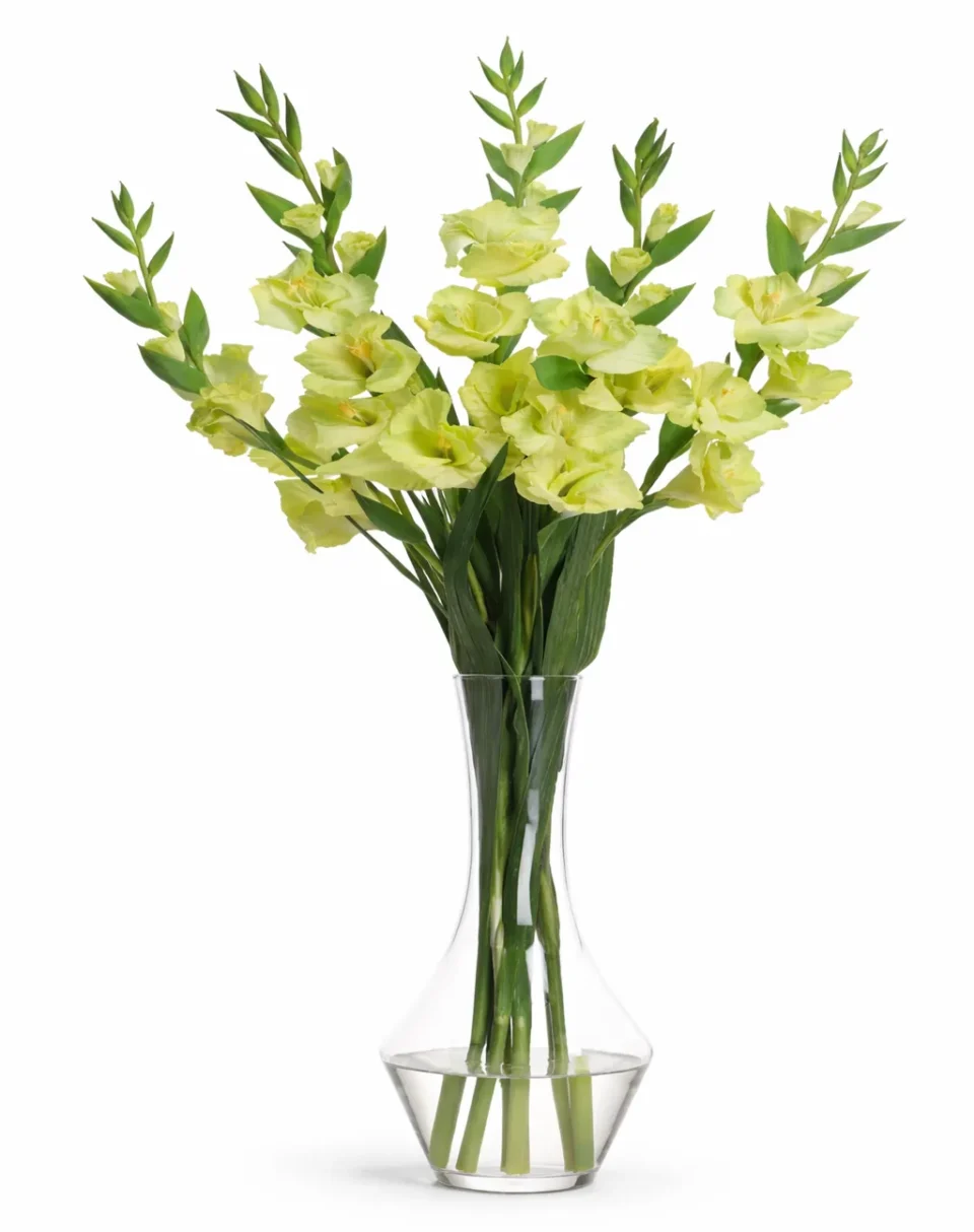 Green Gladiola