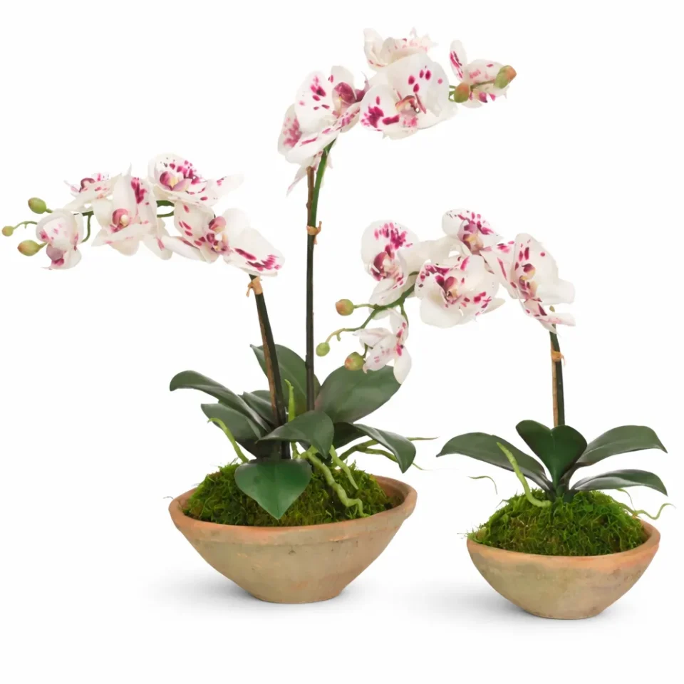 Orchid Phalaenopsis in Terra Bowl Set of 2