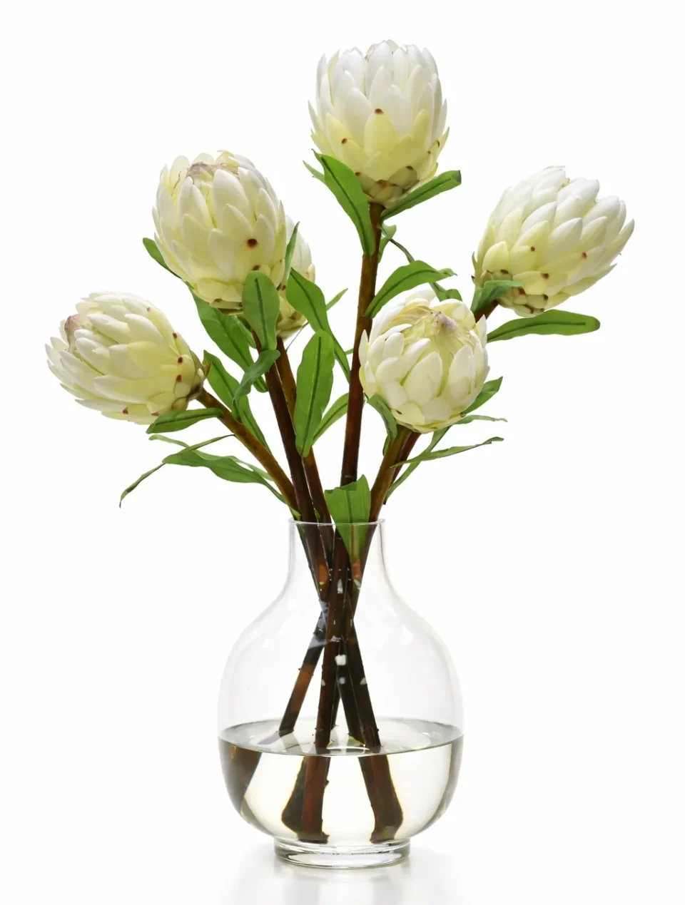 White Protea in a White Cylinder Vase