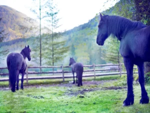 RI1187_4Horses